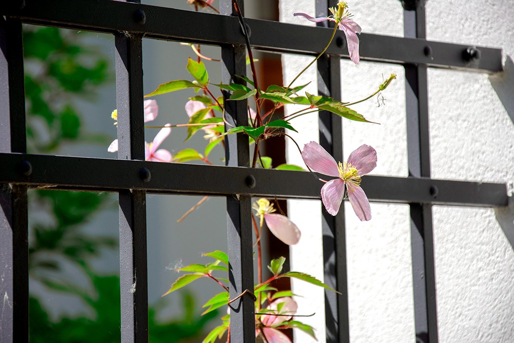 Das Team von Optimal Dental in Fertőhomok